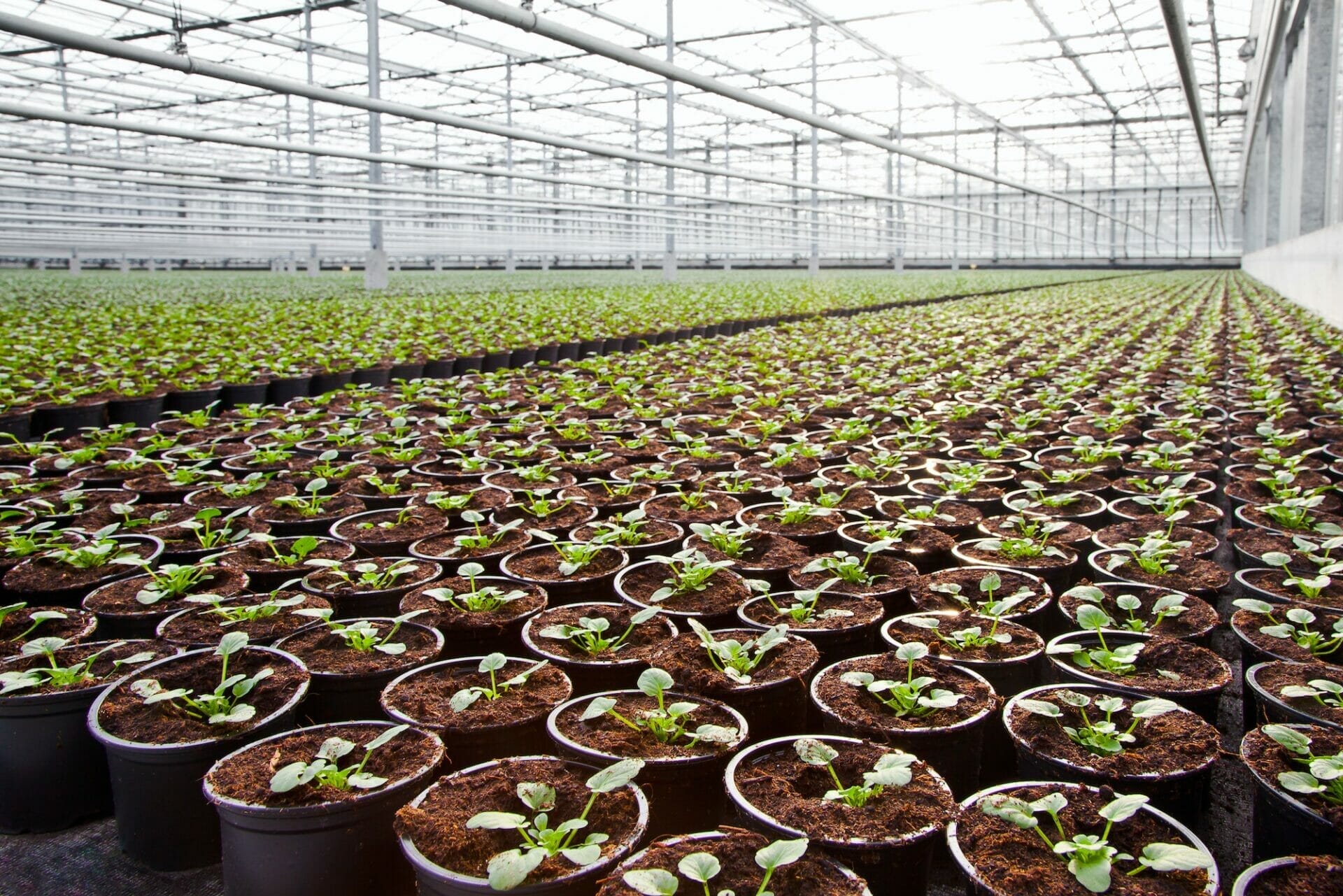 Nursery Hothouse